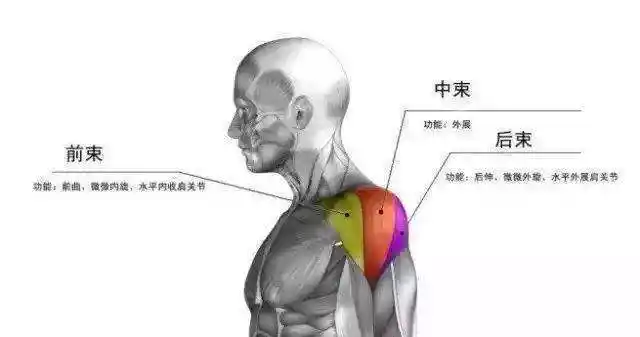 三角肌咋练都练不大?赶紧试这三个训练动作,使肩膀厚实更有型!