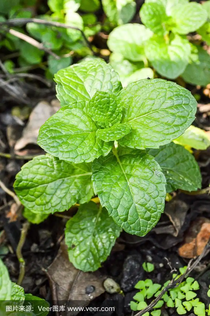 花园里的薄荷树