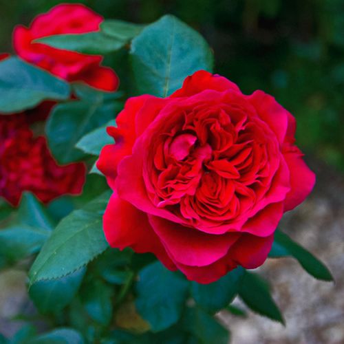 皇家胭脂香水月季花大苗阳台庭院大花玫瑰盆栽暗红色包子浓香花卉