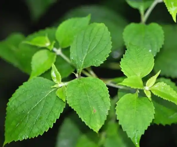 hara)是唇形科,香茶菜属植物.