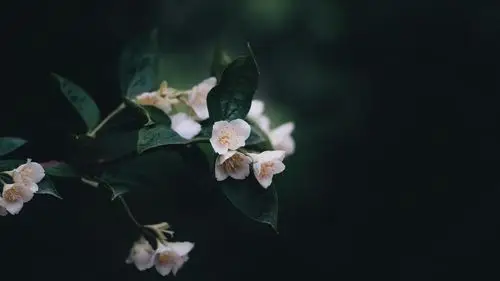 白花,树枝,黑色背景 壁纸