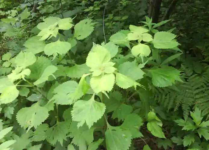 尾叶香茶菜图片尾叶香茶菜野菜图片