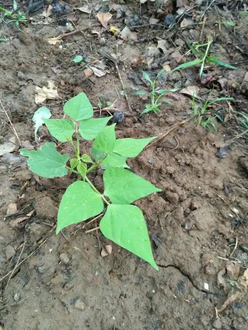 豆角叶叶七八片,待到入夏豆角香.
