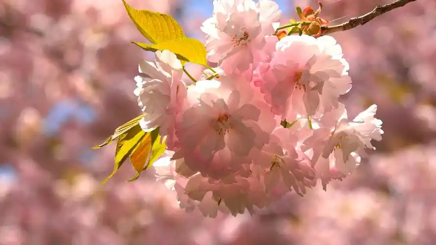 唯美风景|第七期