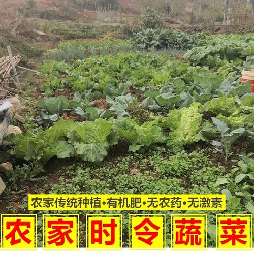 农家自种生态绿色新鲜蔬菜组合混合装榨汁沙拉宝宝辅食佳