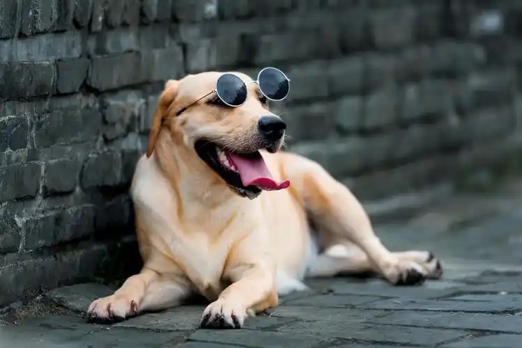 戴墨镜的狗子最帅