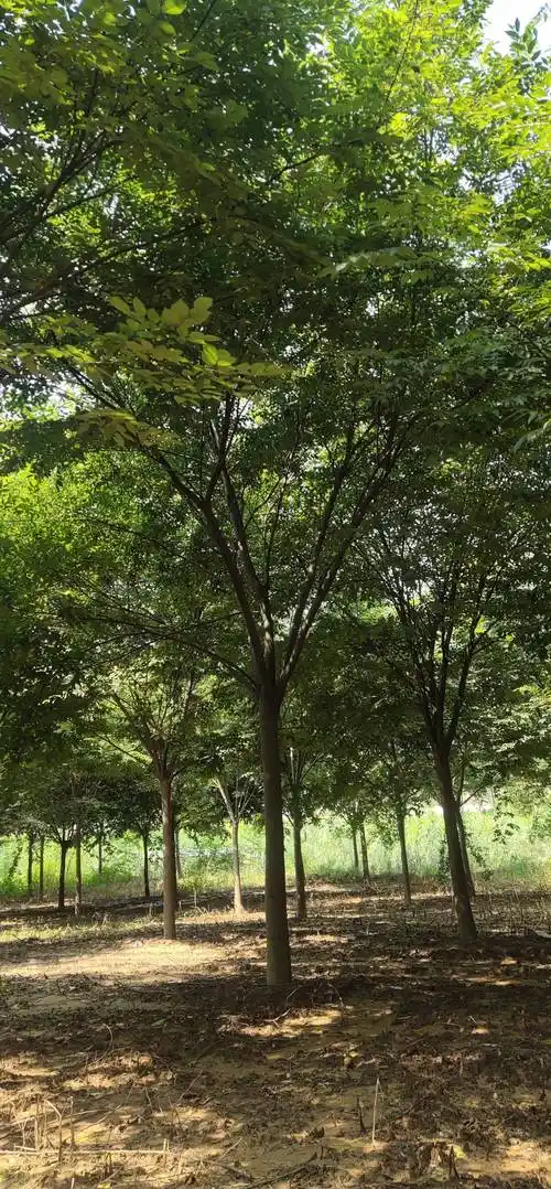 年生长量80cm胸径年生长量2cm主干高3m土球直径100cm园林用途行道树