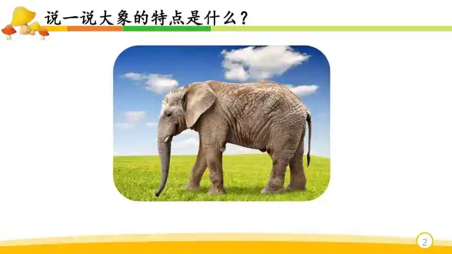 大象的耳朵公开课