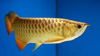 作为吉星,而九天属紫火,也为吉星,可以旺财.