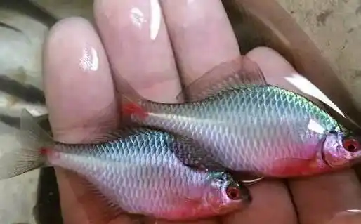 大的乐趣就是午饭后,带着洗米的筲箕,放上一点点米饭,去河边抓鳑鲏鱼