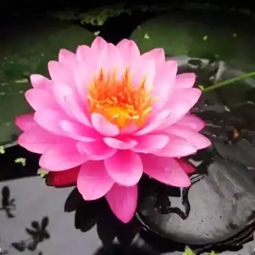 极乐世界的花草树木金属宝石变现,好像是一个无线电电台,可以接收十方