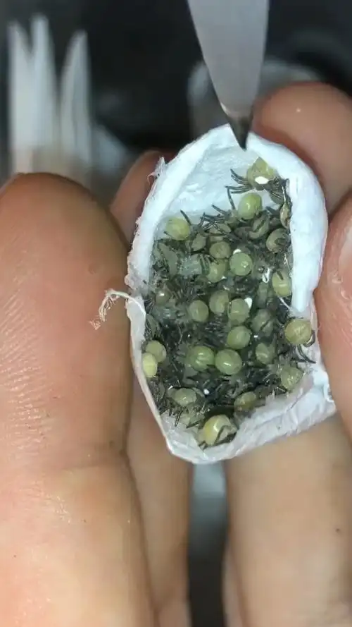 猎人蜘蛛幼虫!有密集恐惧症的慎重看!