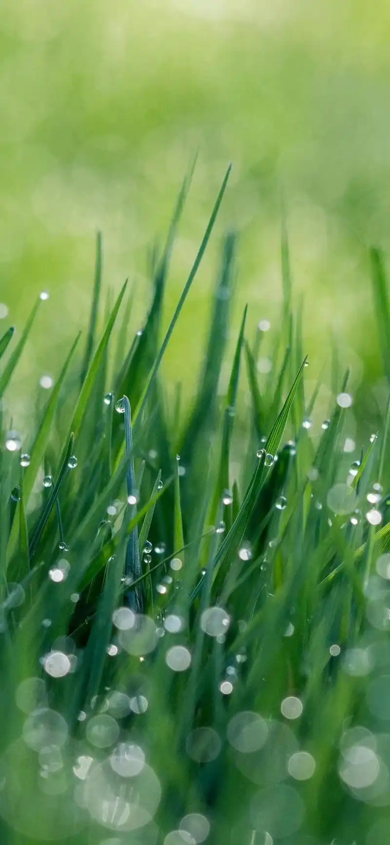 亲近自然沉浸在护眼的绿色里 绿色护眼手机壁纸>