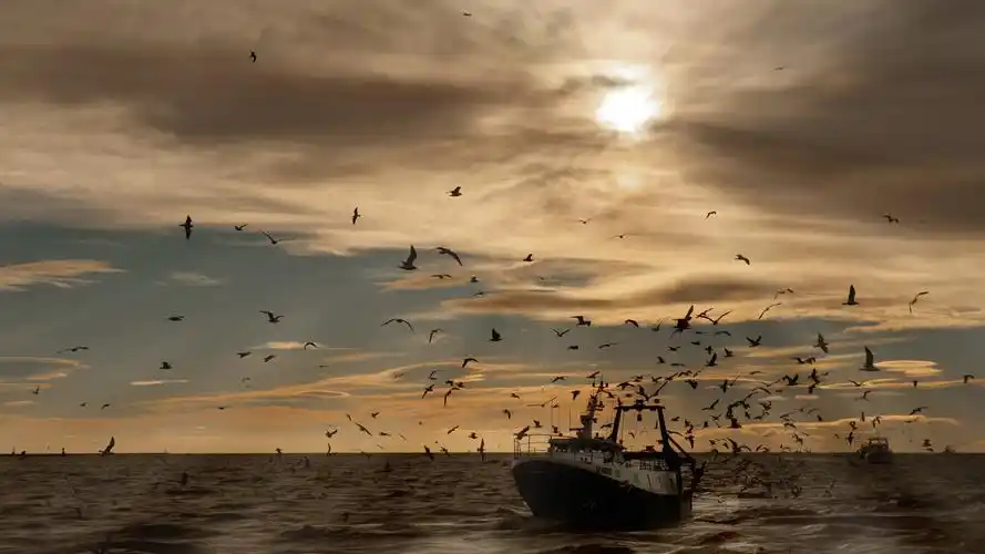 风景,船,大海,海鸥,归航的渔船壁纸
