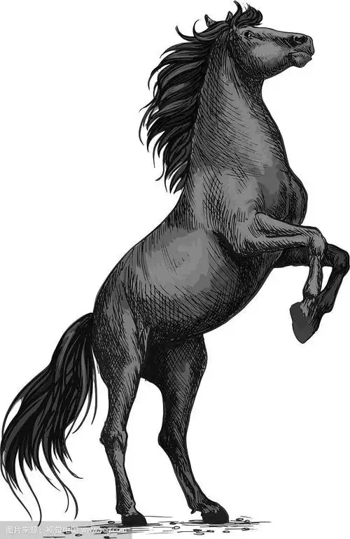 养黑马素描马运动设计