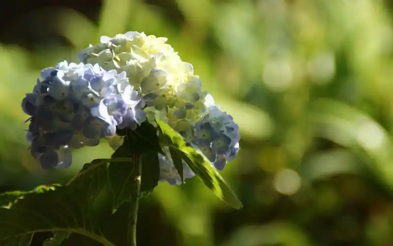 绿色养眼绣球花高清桌面壁纸
