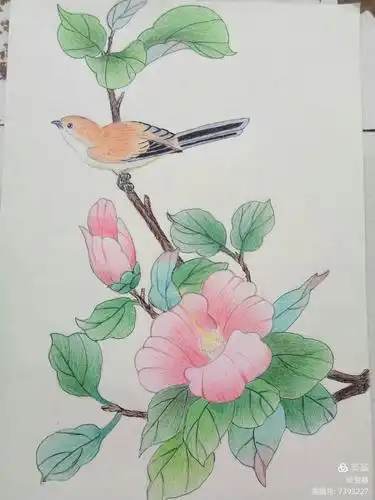 彩铅花鸟画步骤