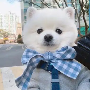 狗狗微信头像图片大全可爱