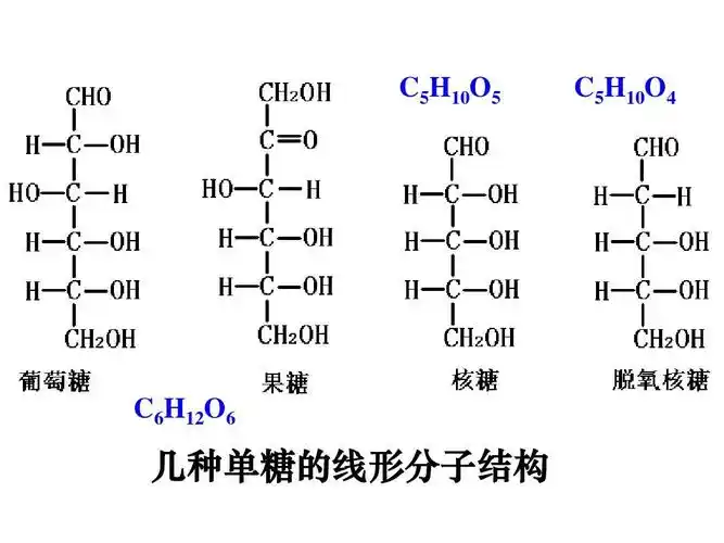 第4节细胞中的糖类和脂质ppt