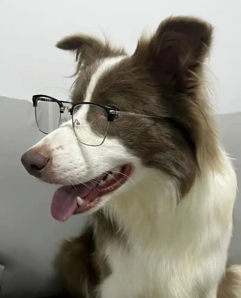 见过戴眼镜最帅的狗狗98