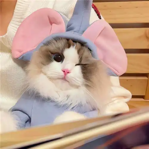 可爱小猫咪头像卡哇伊图片 铲屎官报道_动物头像_头像屋