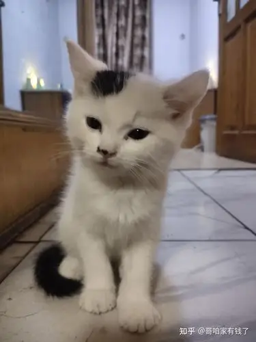 800买的英短梵色猫,大家帮看看值不值 - 知乎