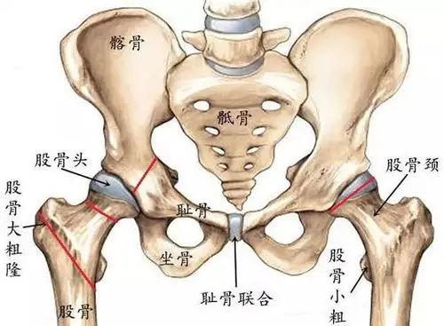 股骨头坏死是不治之症吗?