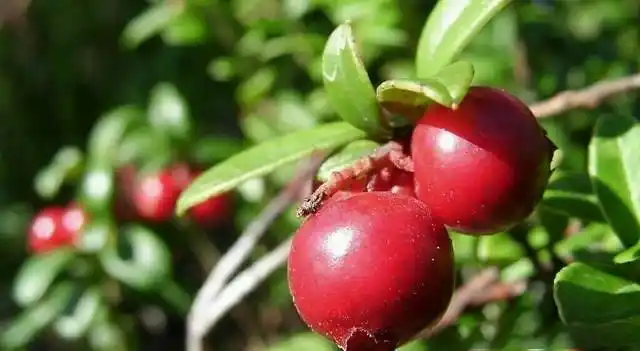 α-熊果苷焕亮精萃水乳怎么样?好用吗?真的能变白吗?