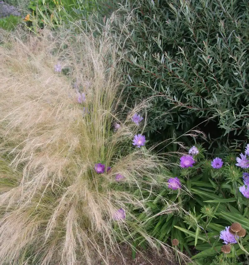 杂草也成景,不一样的丛生美丽,栽种在院子里的画眉草,野趣横生