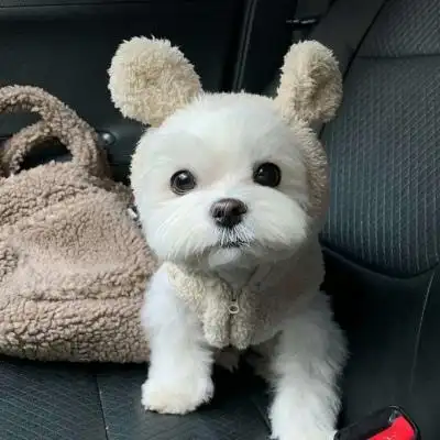 狗狗头像萌高清卖萌的可爱狗狗qq头像图片