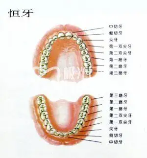 怎样保护孩子的六龄牙