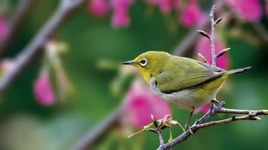大自然,暗绿绣眼鸟,动物,枝头的暗绿绣眼鸟壁纸