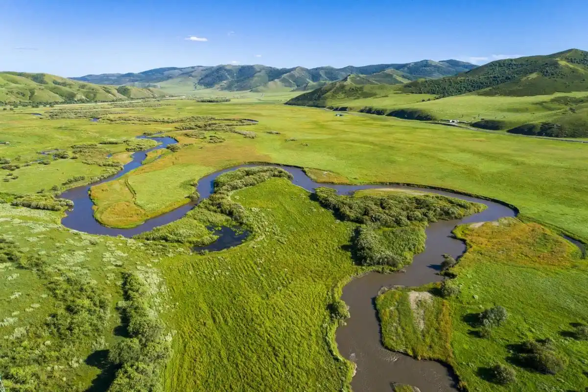 草原上有众多的牛羊和马匹
