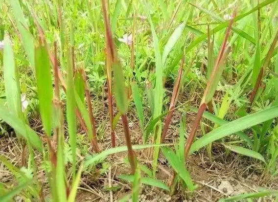 长在草丛中的茅尖儿