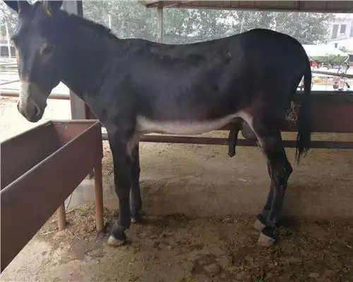 我们以其科学的管理,优良的品种,合理的价格,良好的信誉赢得了广大