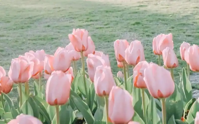 电脑ipad 高清壁纸 | 书里总爱书写喜出望外的傍晚 - 知乎