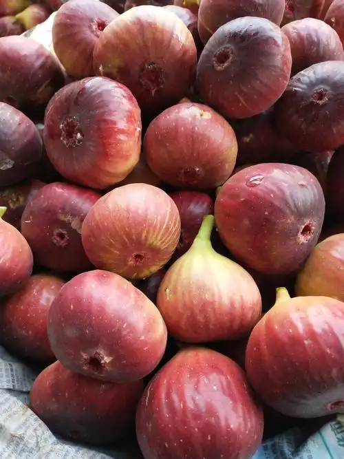 波姬红无花果 精品,一级大果,现摘现发