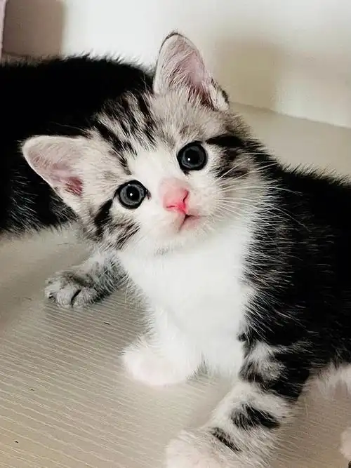 姨姨你们喜欢的美短银虎斑加白起司弟弟来啦