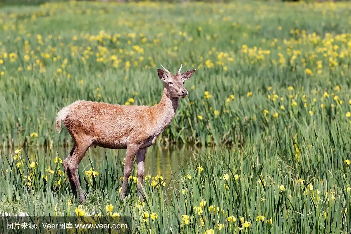 马鹿在草地上,周围是黄色的百合花.