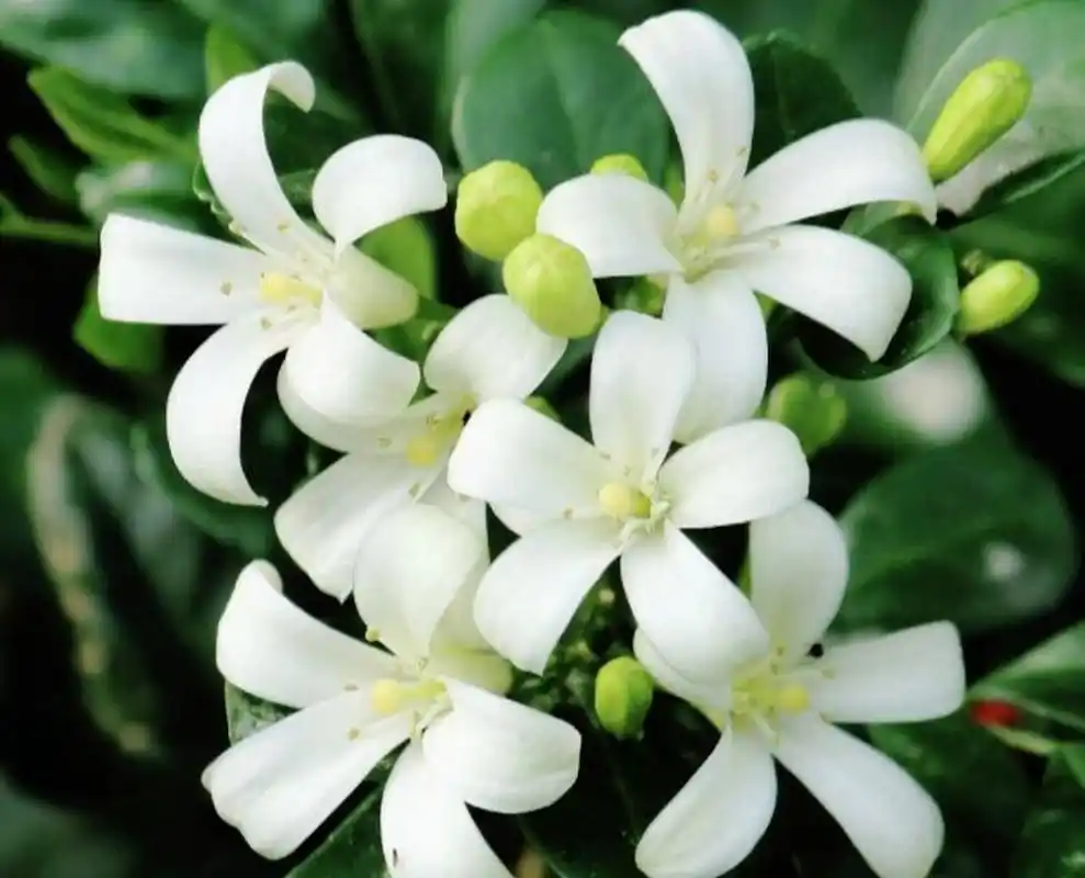 九里香,别名:七里香,千里香,九树香 纤纤绿裹排金粟,何处能容九里香.