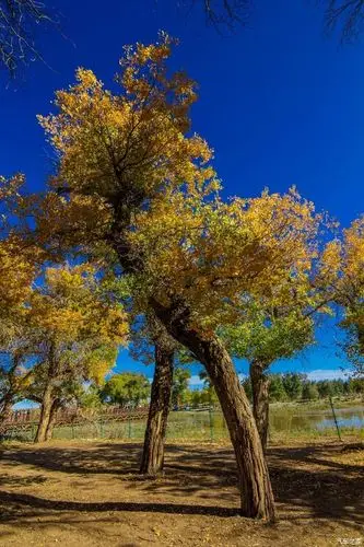 【你好2021】胡杨林美景〈2〉