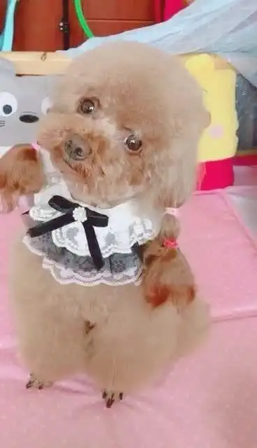 歪头杀,你们有被萌到吗