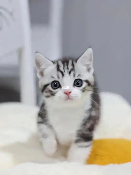 杭州家庭繁育矮脚美短起司 喵龄两个月猫咪打过一针疫苗 一次驱虫 无