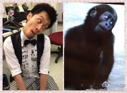 陈汉典神cos黑猩猩 网友:来自猩猩的你