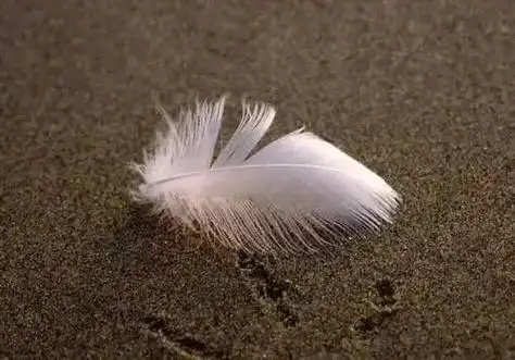 生活感悟 生活就像一地鸡毛,人间非乐土,各有各的苦 - 抖音