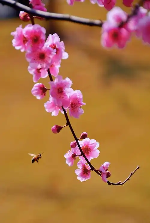 花姿娇艳美人梅