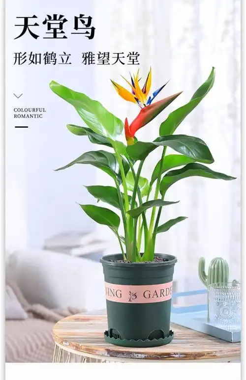 天堂鸟鹤望兰盆栽植物室内花卉客厅办公室大型绿植四季好养 精品天堂