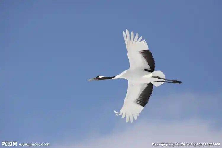 4752×3168像素格式:jpg颜色:rgb40共享分×关 键 词:丹顶鹤 仙鹤