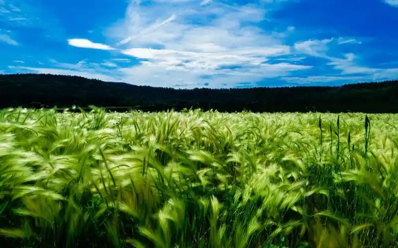 绿色护眼麦田风景高清图片桌面壁纸