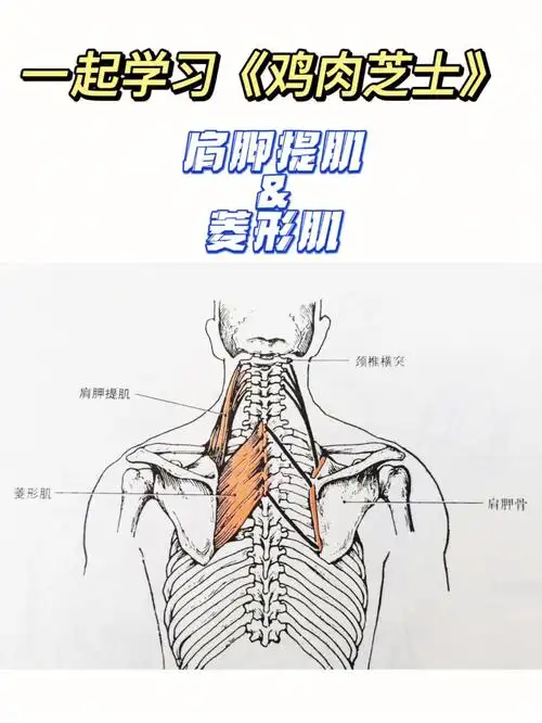 学习肩胛提肌和菱形肌